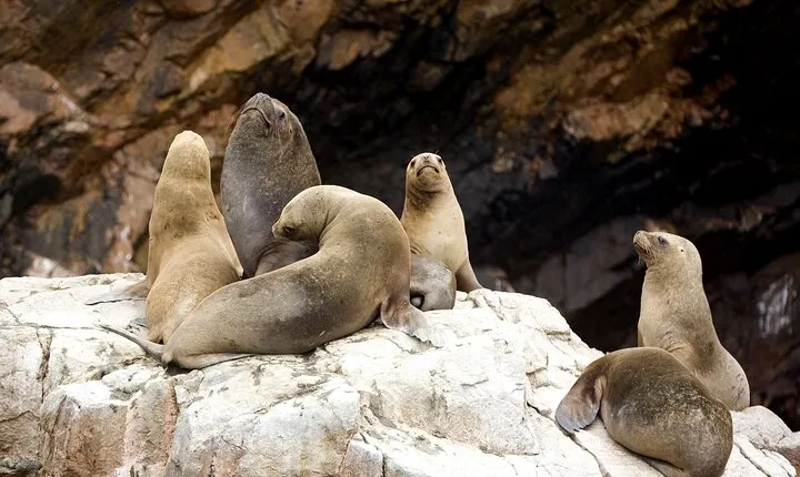 Ballestas Islands Boat Tour in Paracas