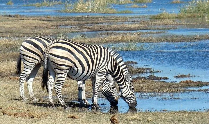 6 Days Wildebeest Migration Safari in Tanzania