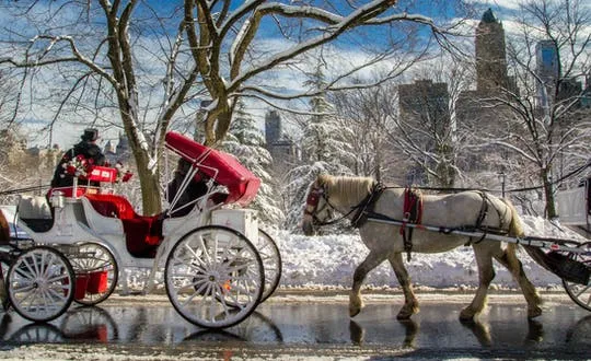 Central Park Horse and carriage rides