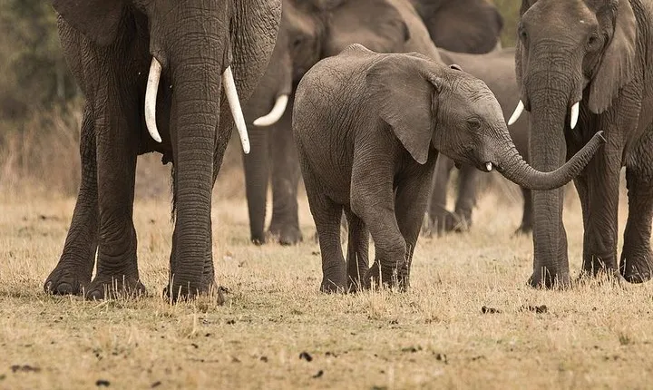 Tarangire National Park | Day Tour