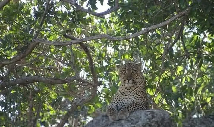 4-Day Safari from Arusha: Tarangire, Serengeti and Ngorongoro