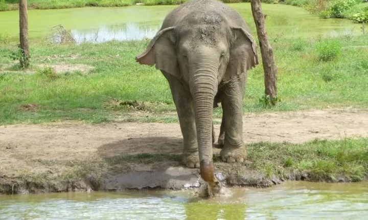 2 day 1 night Elephant World Kanchanaburi from Bangkok