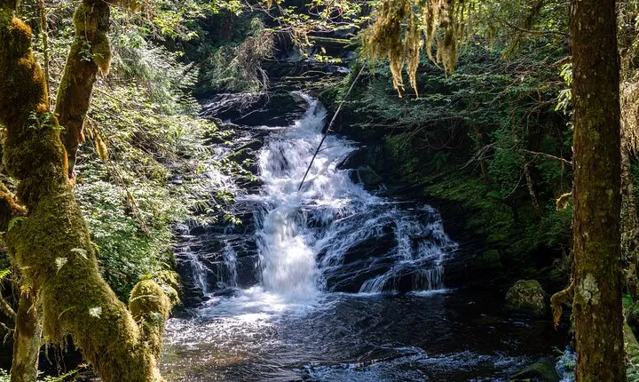 Ketchikan Magical Old-Growth Creek Trek Guided Tour