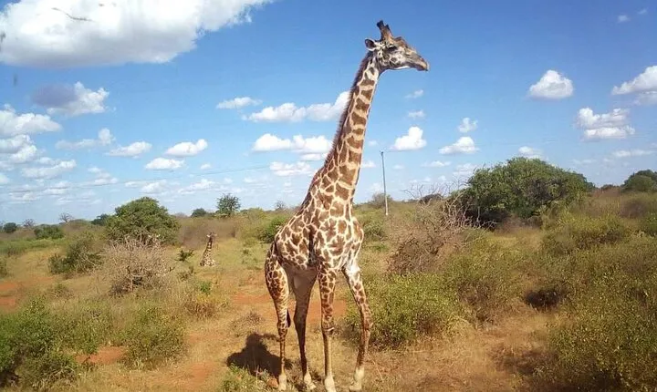 Cape Town Giraffe House Big Cats Encounter and Wine Tasting