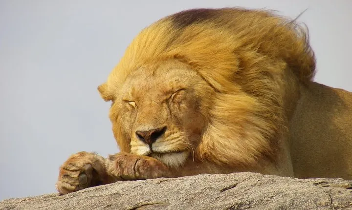 Tanzania Rafiki Adventure