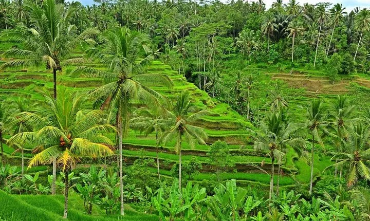 Full Day Surface of Ubud Private Tour
