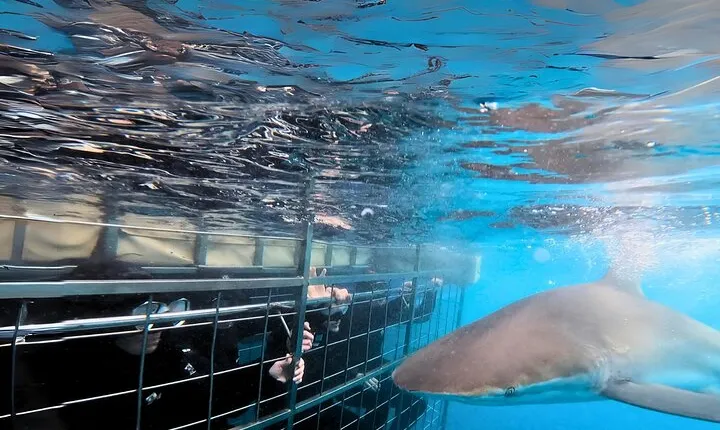 Shark Cage Diving and Viewing - Self drive