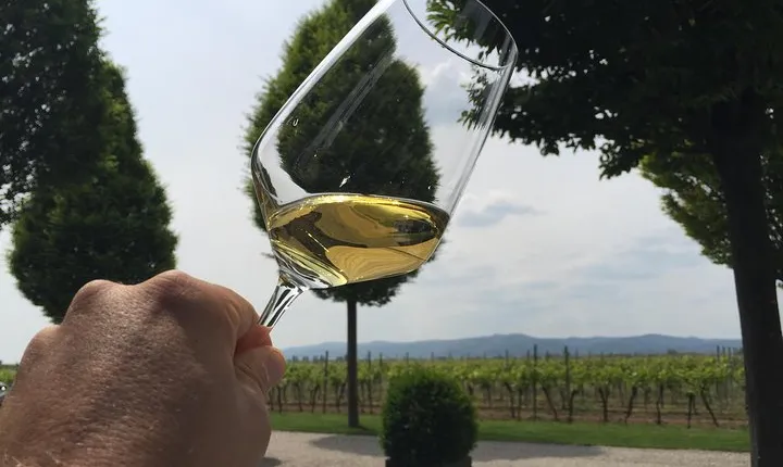 Grape Day out Pfalz to taste cracking Red wines & Riesling