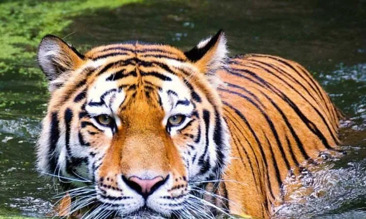 Wildlife Safari & Cultural Odyssey: Golden Triangle Adventure