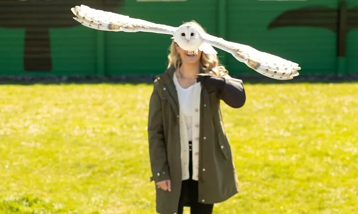 From Dublin: Cliffs of Moher, Bird of Prey & Aillwee Cave