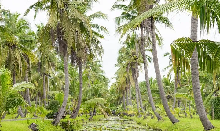 Private Tour: Floating Markets of Damnoen Saduak Cruise Day Trip from Bangkok