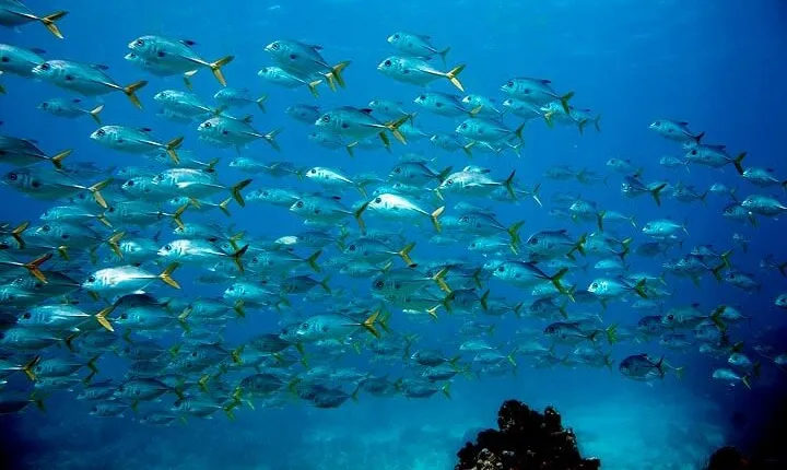 Key Largo Snorkel Tour, Two Locations - Equipment Included!