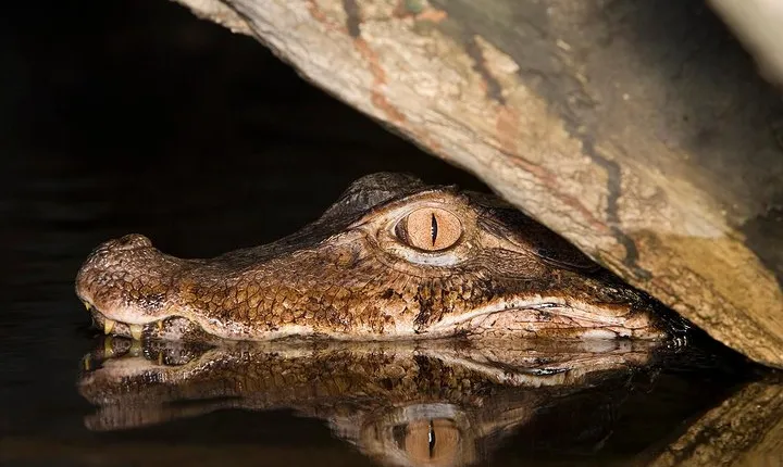 Alligators Night Watch