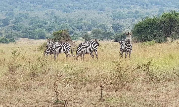 One-day Akagera National Park Game Drive with a Choice 4x4