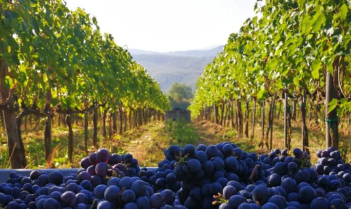 Discover Sustainable Wines in a Guided Tour and Tasting