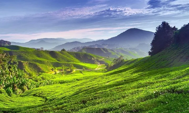 Cameron Highland Day Tour From Kuala Lumpur With Lunch Local food