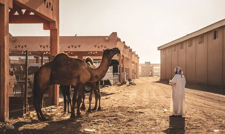 Al Ain: A Romantic Journey Through Iconic Landscapes