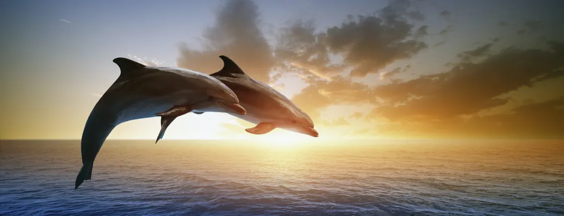 Dolphin watching tour from RIU Atoll and RIU Palace Maldivas