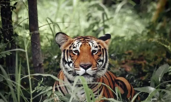 Golden Triangle Tour With Ranthambore (Viator Award Winner)