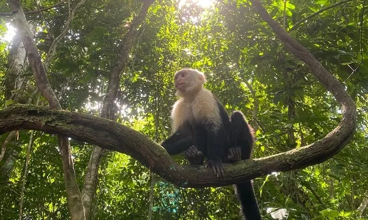 Crocodiles and Monkeys Tour to the Coast