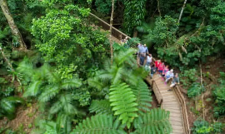 Daintree Rainforest and Cape Tribulation Full Day Tour