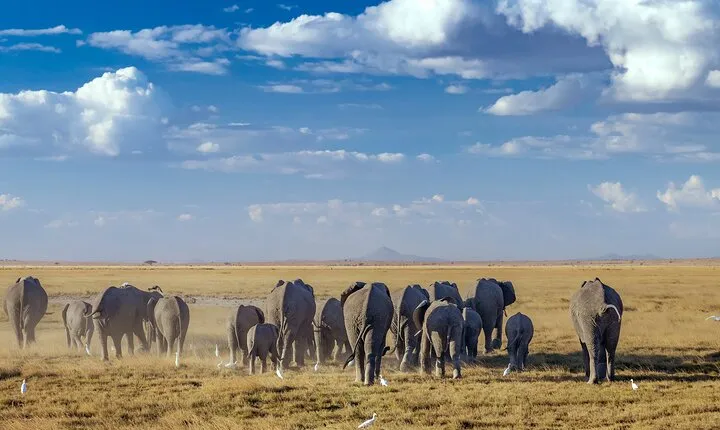 7-Day Amboseli, Lake Naivasha and Masai Mara Safari
