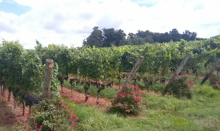 Private Wine Tours (Minimum 3 & Maximum 6 ) Pickup Maximum 30 Mi