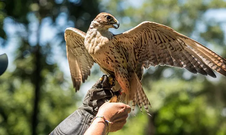 Dreams Eco Park Falcoaria with Transportation