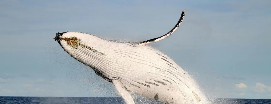 Whale discovery tour