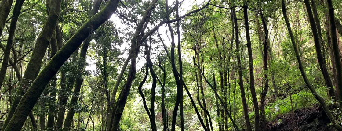 La Palma Enchanted Forest Trail with Transfer