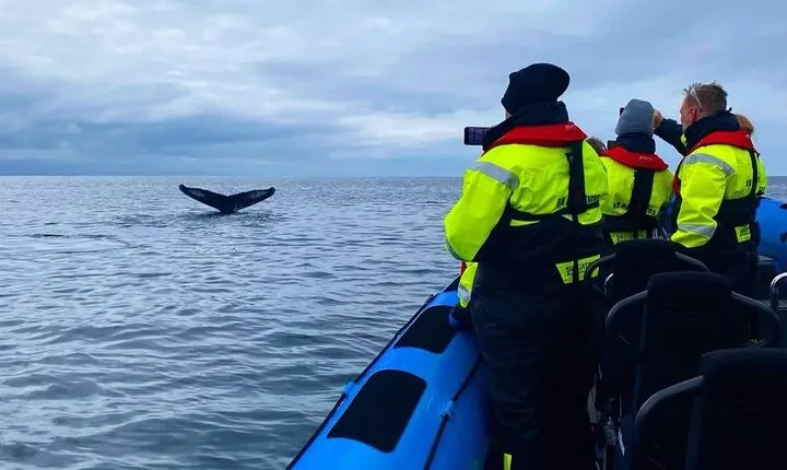 Private Whale Watching RIB Boat Tour in Reykjavik area