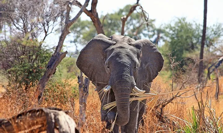 3 Days Amboseli Safari
