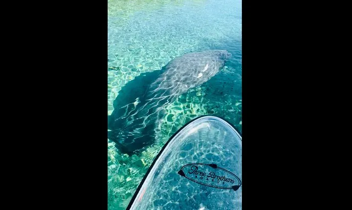 Manatees, Monkeys and Florida Natural Spring Adventure Tour 