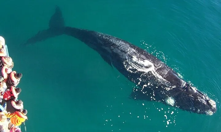 Full Day Whale Watching From Puerto Madryn