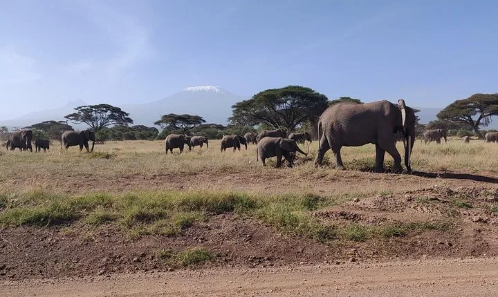 Amboseli Overnight Trip