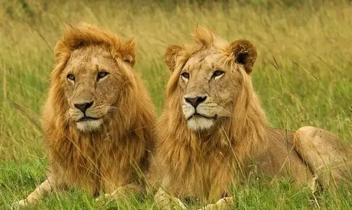 Private Safari Tour : Nairobi National Park