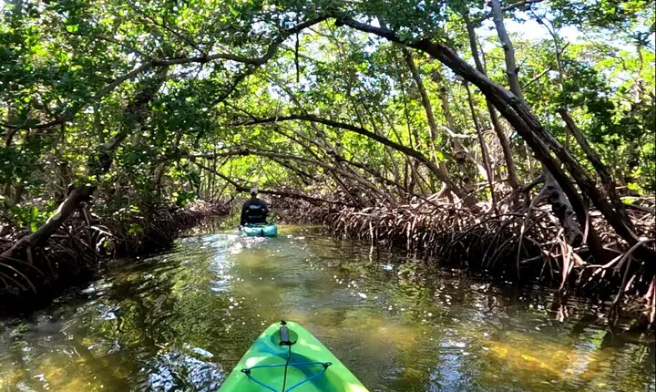 Mangrove Tunnels Pedal Kayak Eco-Tour in Anna Maria