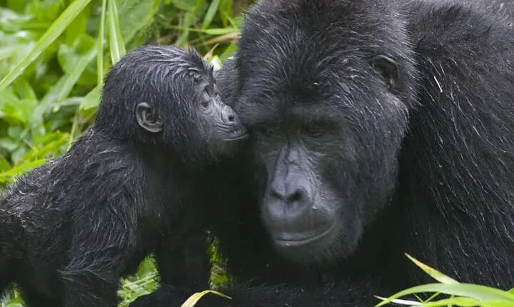 3-Day Private Guided Gorilla Trekking Uganda and Batwa Experience