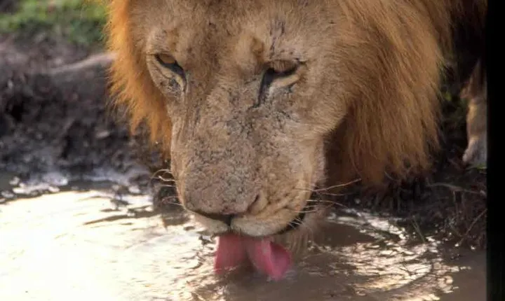 Tanzania 4 Days 3 Nights Budget camping safari to Serengeti and Ngorongoro