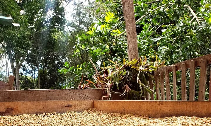 Coffee Tour from Coffee Growers to Your Cup