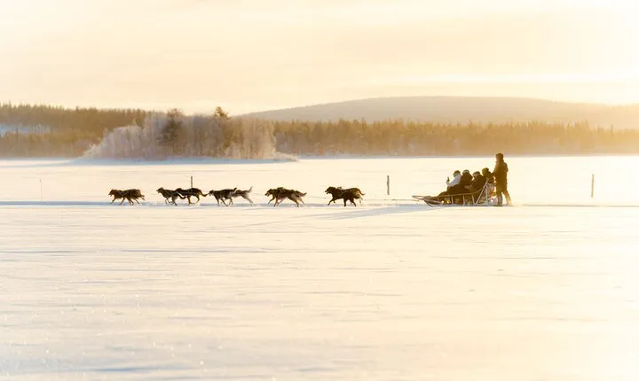 Rovaniemi Insider: 5 km Husky Self Drive Adventure