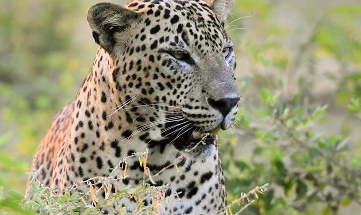 Private Tour: YALA National Park from SHANGRI-LA, Hambanthota