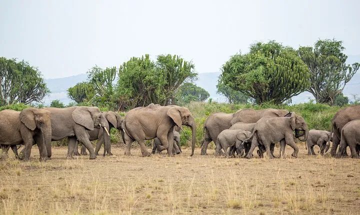 8-Day Private Uganda Big 5 Luxury Safari with Gorillas and Chimps