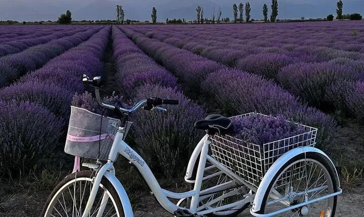 Gabala Lavender Fields Tour