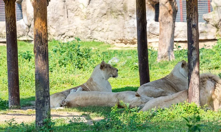 Explore Dubai Safari Park Wildlife Adventure and Family Fun