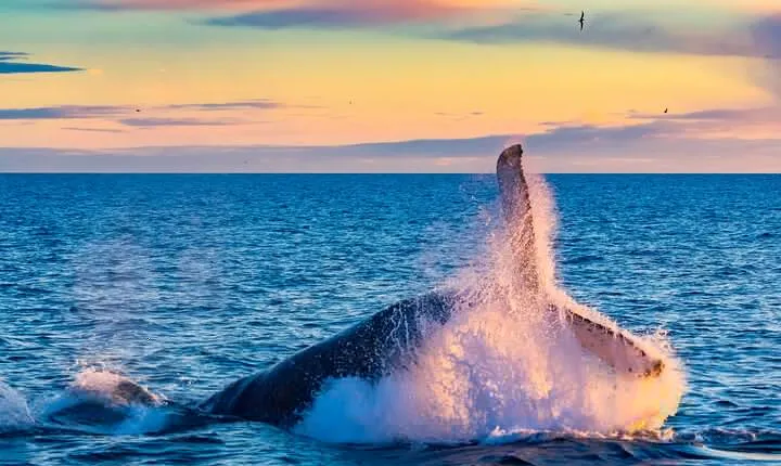 Whale Watching and Golden Circle Tour from Reykjavik