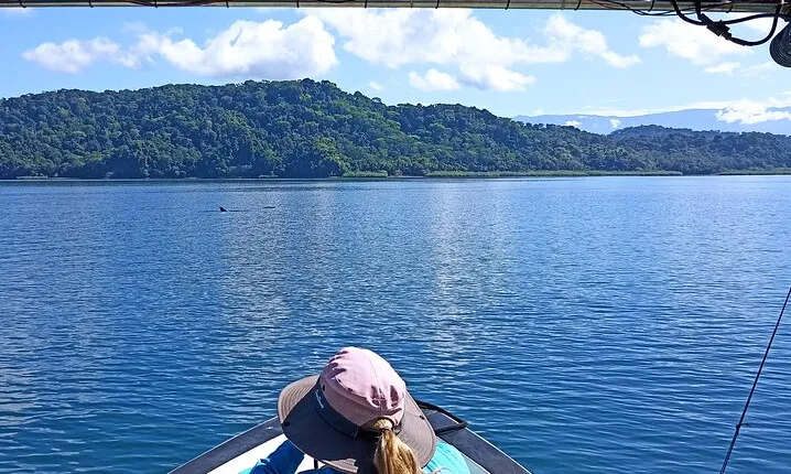 Private 4-Hour Dolphin and Whale Experience