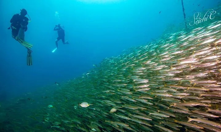 Discover Scuba Diving 3 Dives Racha Islands