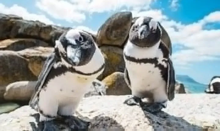 Boulders Beach Penguin Colony Tour