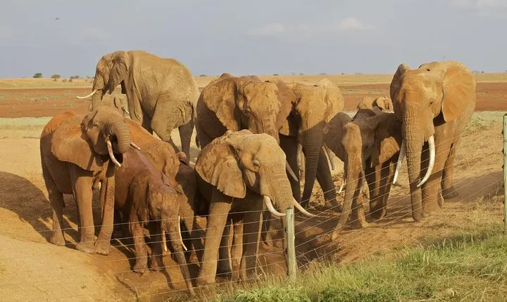 Amboseli/ Tsavo West/ Tsavo East 5 Days Safari